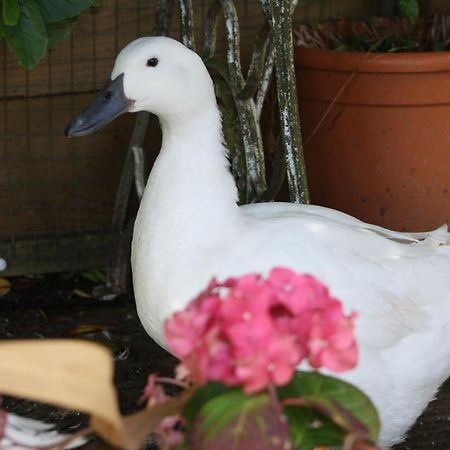 Carraholly Apartment Liskeard Bagian luar foto